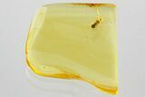 Detailed Fossil Death-Watch Beetle (Petalium?) in Baltic Amber #372536-1